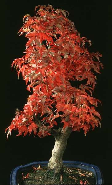 Acer palmatum shishigashira