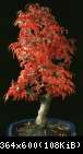 Acer palmatum shishigashira