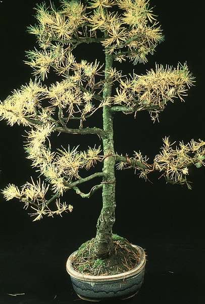 Larix decidua