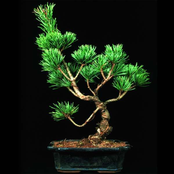 Pinus sp