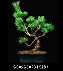 Pinus sp