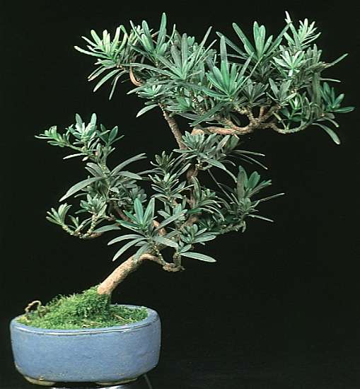 Podocarpus