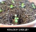 Stevia, 15 dni