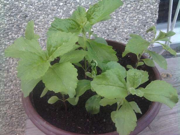 Stevia, 9tednov