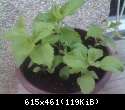 Stevia, 9tednov