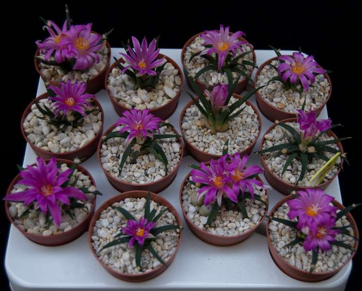 Ariocarpus