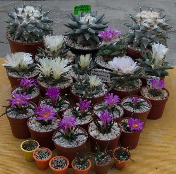 Ariocarpus