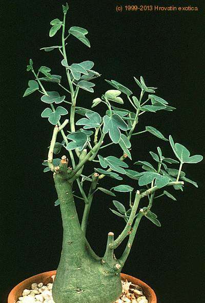 Adenia spinosa