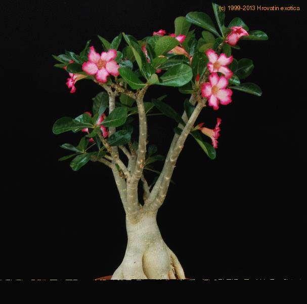 Adenium obesum