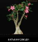 Adenium obesum