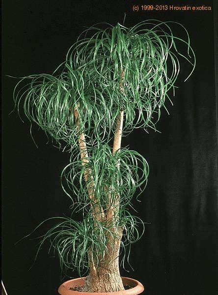 Beaucarnea recurvata