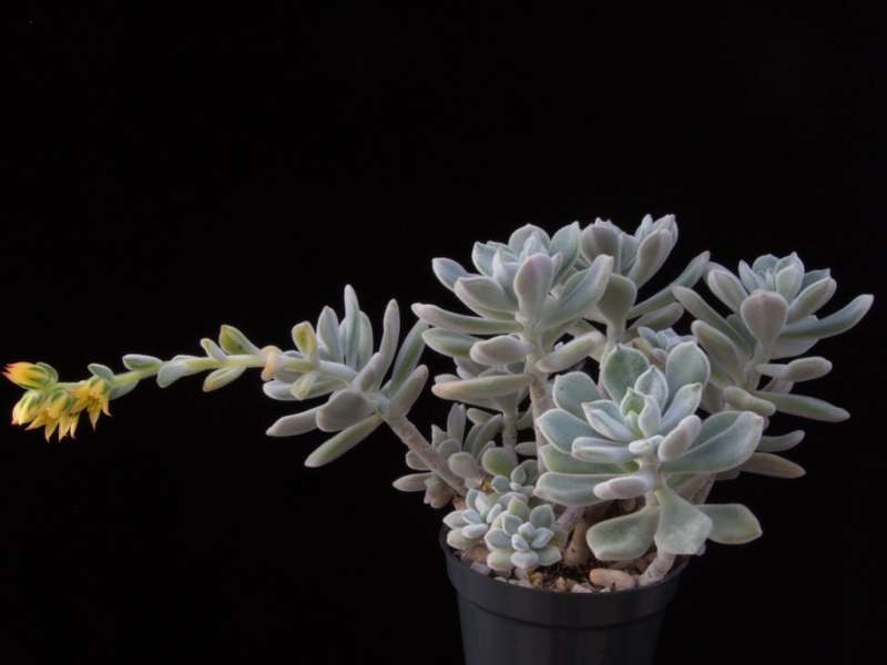 Echeveria leucotricha