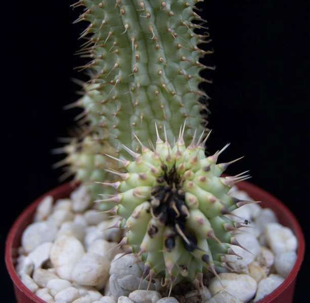 Hoodia gordonii - črna gniloba