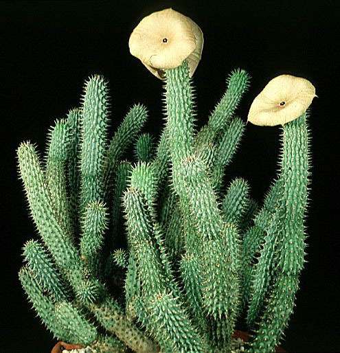 Hoodia Gordonii