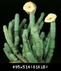 Hoodia Gordonii