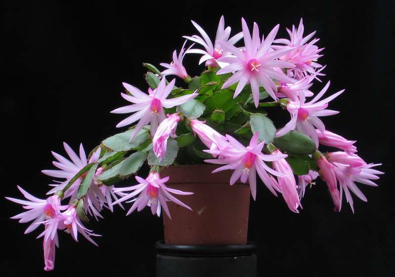 Schlumbergera species