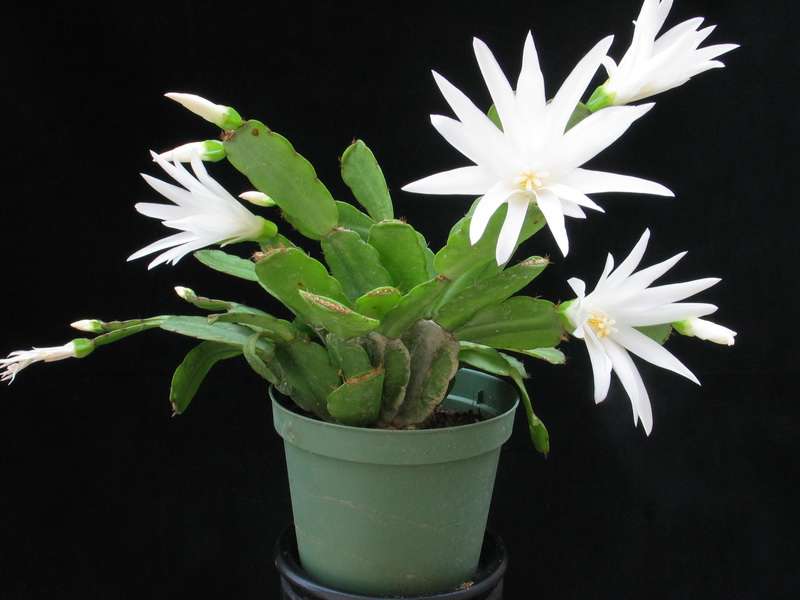 Schlumbergera species