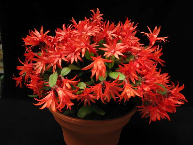 Schlumbergera species