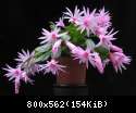 Schlumbergera species