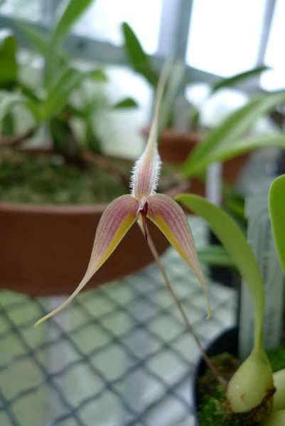 Bulbophyllum blumei