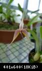 Bulbophyllum blumei