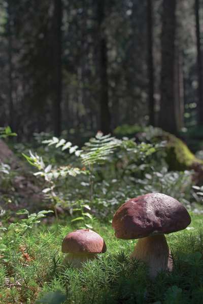 pokljuka