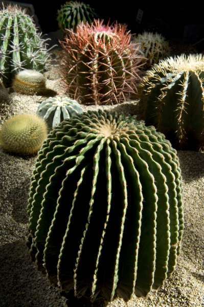 Razstava kaktusov 5