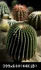 Razstava kaktusov 5