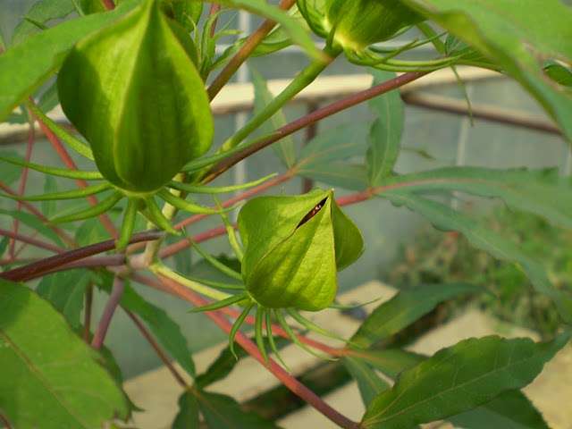 močvirski hibiskus