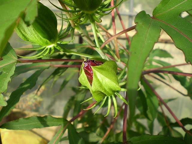 močvirski hibiskus