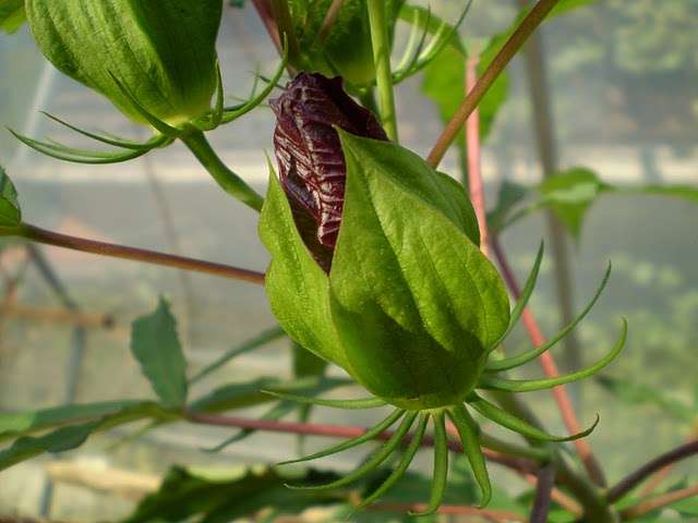 močvirski hibiskus