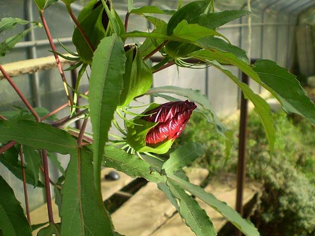 močvirski hibiskus