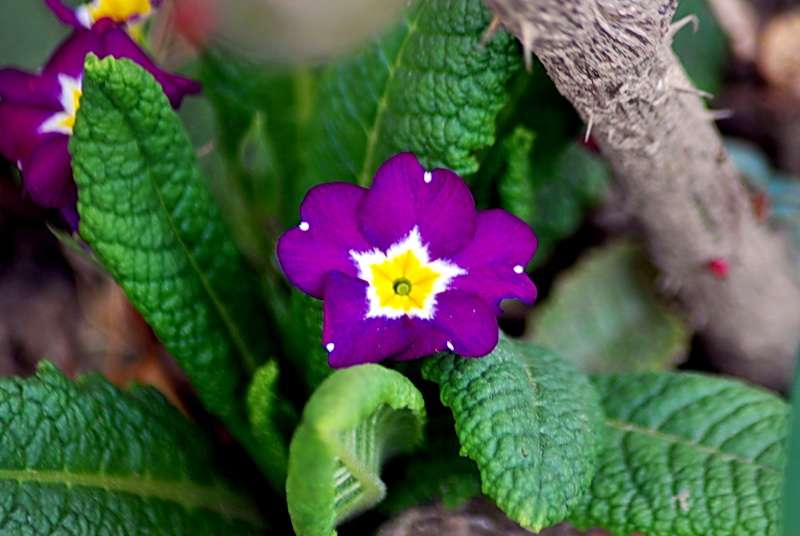 Primula