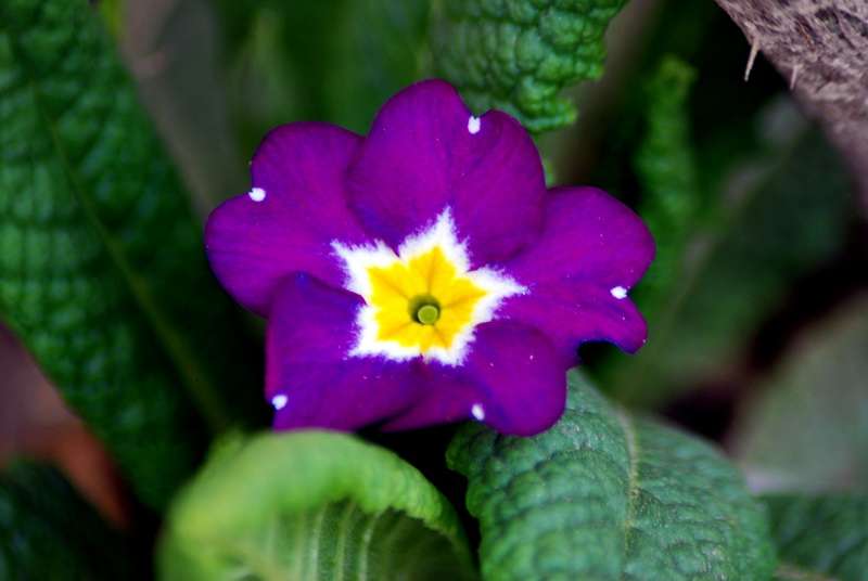 Primula