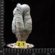 Astrophytum strongylogonum v. quadricostatum (21)