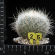 Echinomastus macdowellii (25)