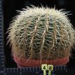 Echinocactus grusonii (46)