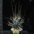 Leuchtenbergia prinzipis (109)