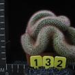 Mammillaria spinosissima f. cristata (132)
