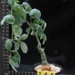 Adenia glauca (145)