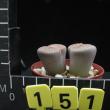 Lithops hookeri (151)