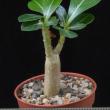 Adenium obesum (5,5)