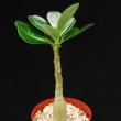 Adenium obesum (5,5)