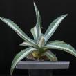 Agave americana medio-picta v. alba (15)