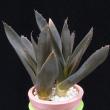 Aloe cv. Black (3,5)