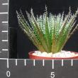 Aloe haworthioides (6,5)