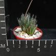 Aloe haworthioides (5,5)