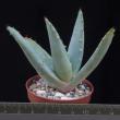 Aloe peglerae (5,5)