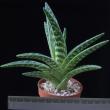 Aloe variegata (6,5)