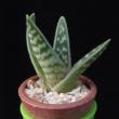 Aloe variegata (3,5)